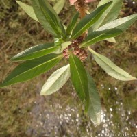 Bergia capensis L.